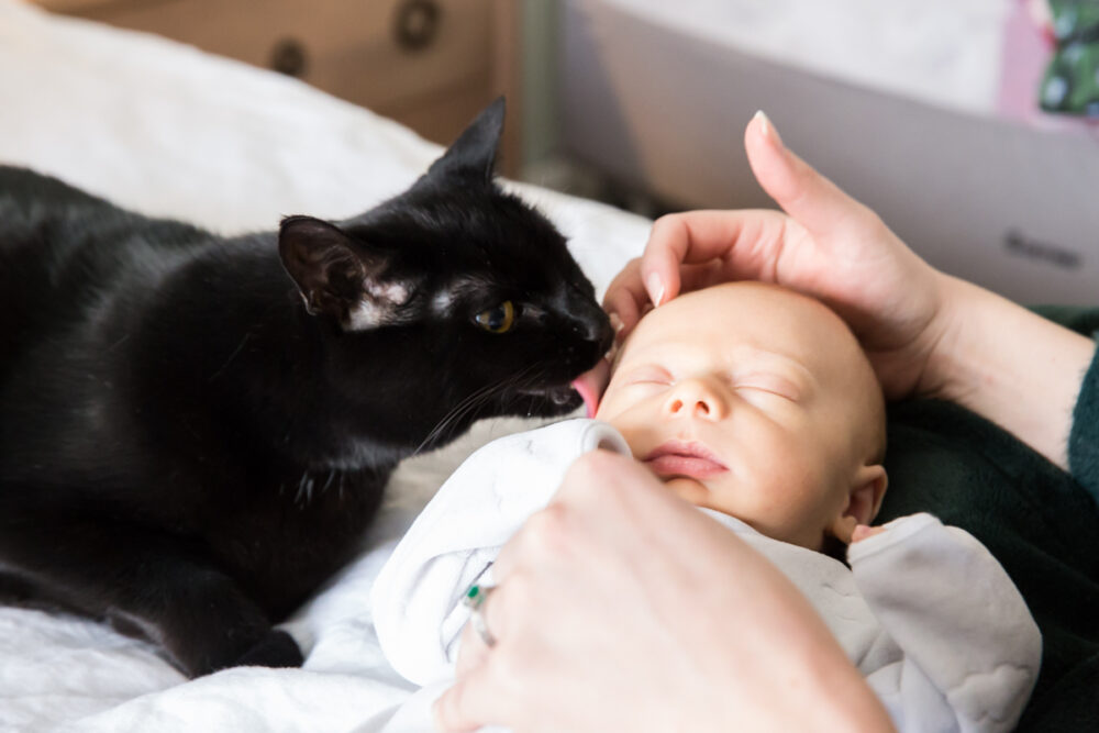 black cat licking newborn baby