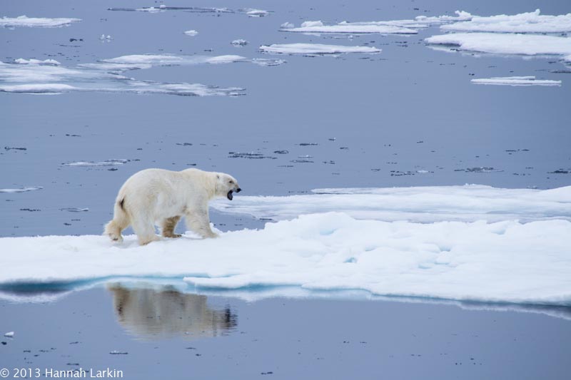 Love Travels – Svalbard Polar Bears